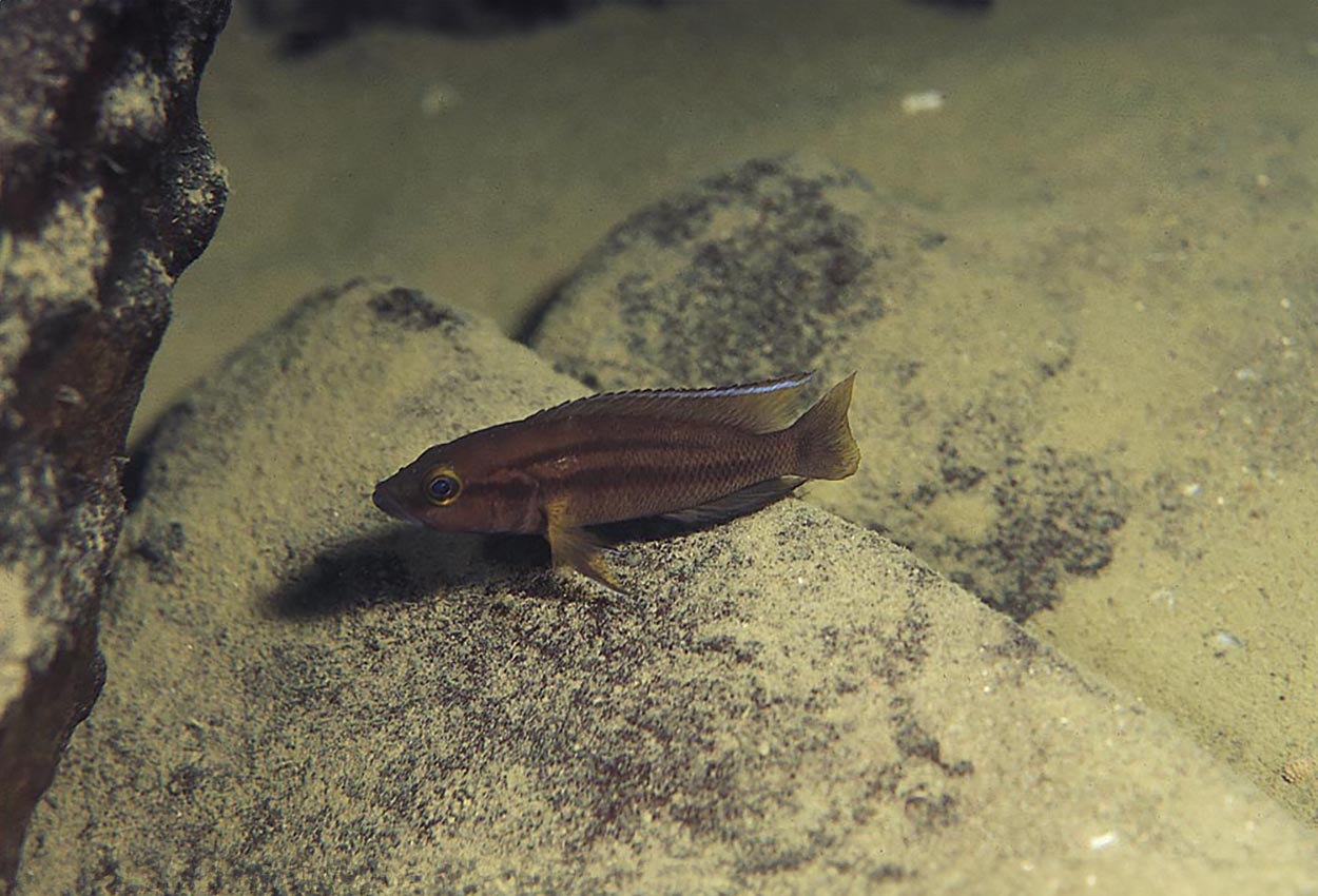 Tvåbandad lamprologus