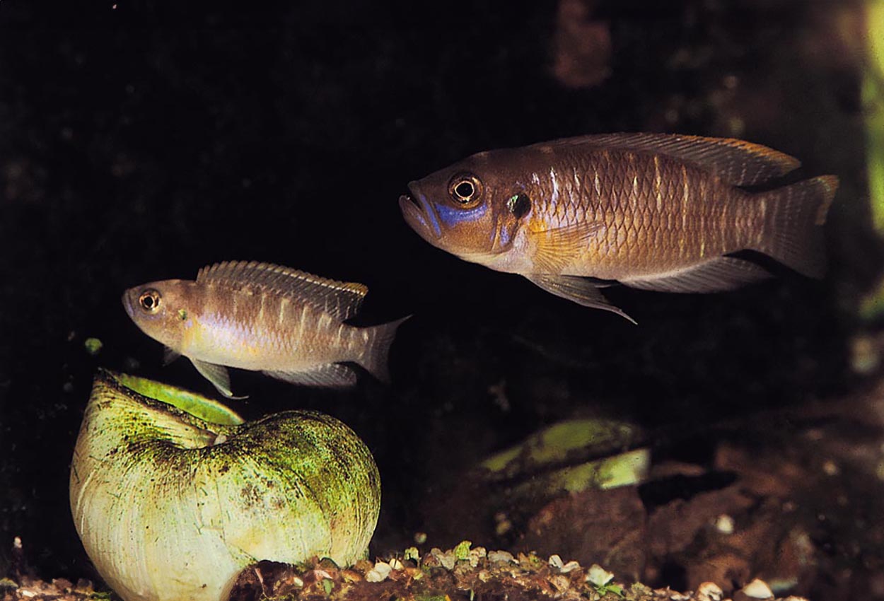 Foto på fisken Lamprologus brevis, Burundi