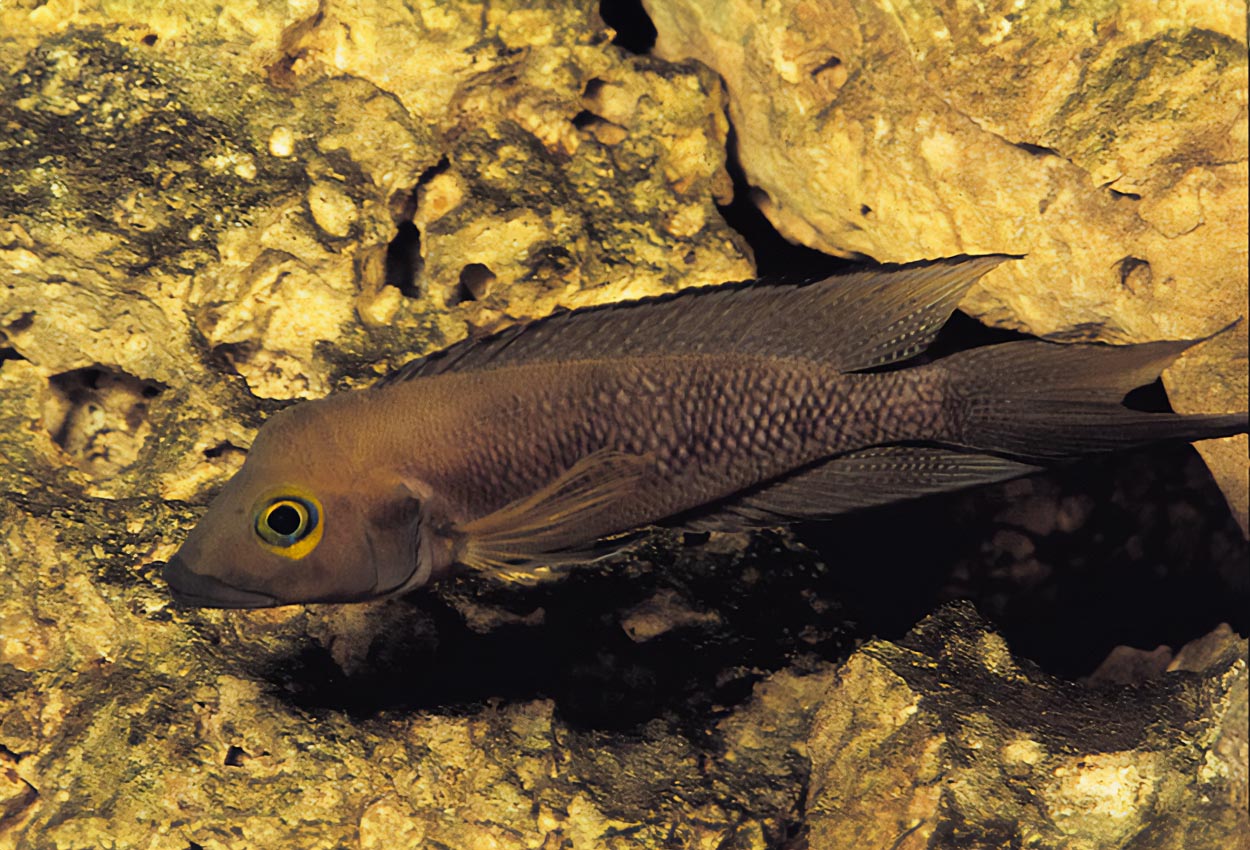 Gaffelstjärts lamprologus, bottenlamprologus