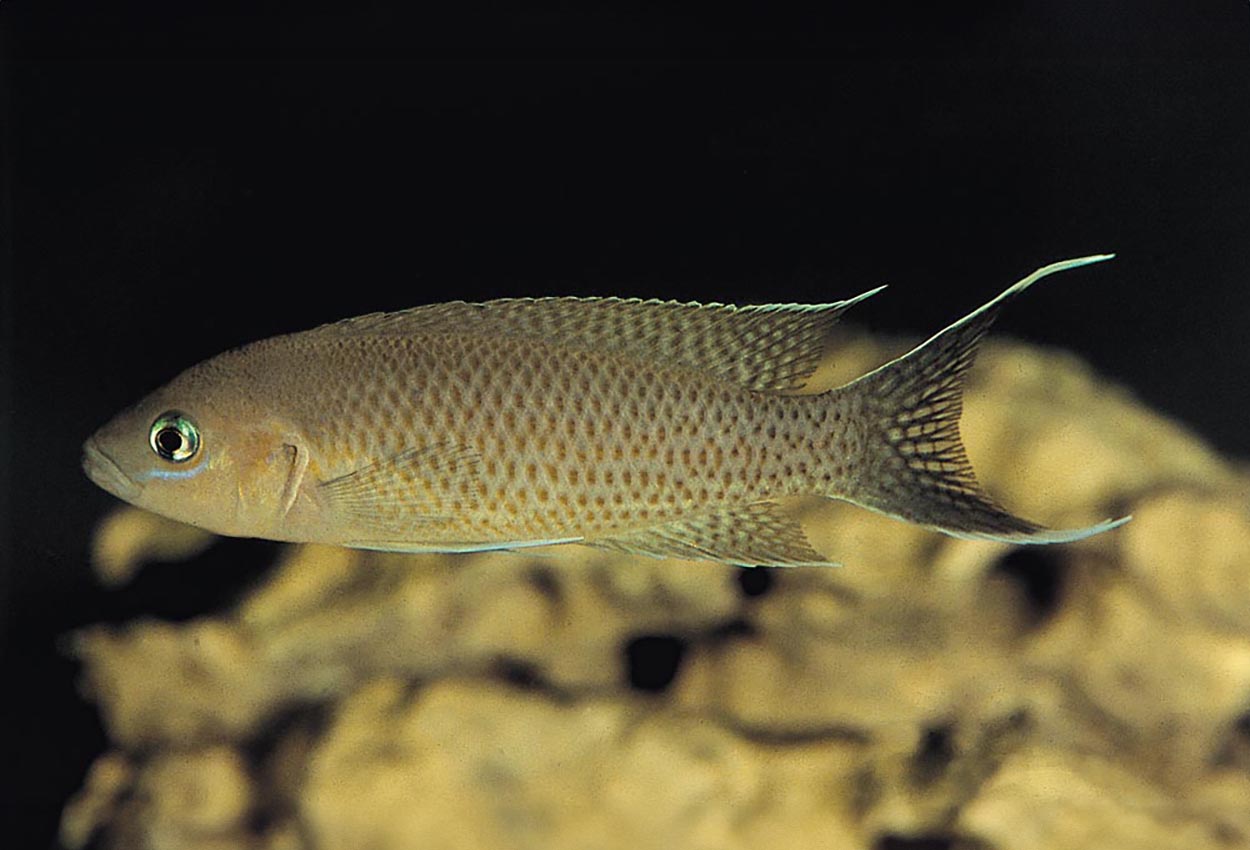 Gracilis, gracilis prinsessa