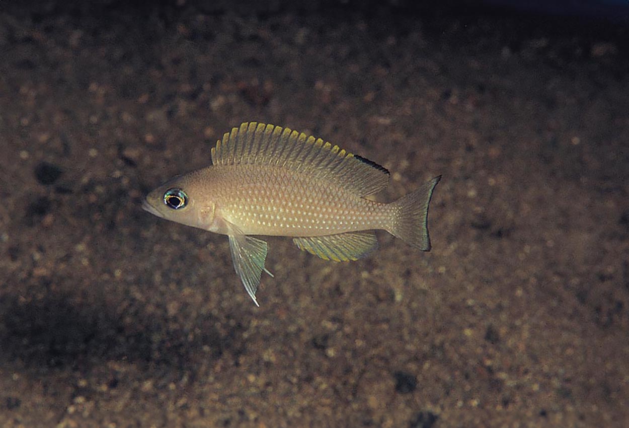 Pärllamprologus., pearlscale lamprologus