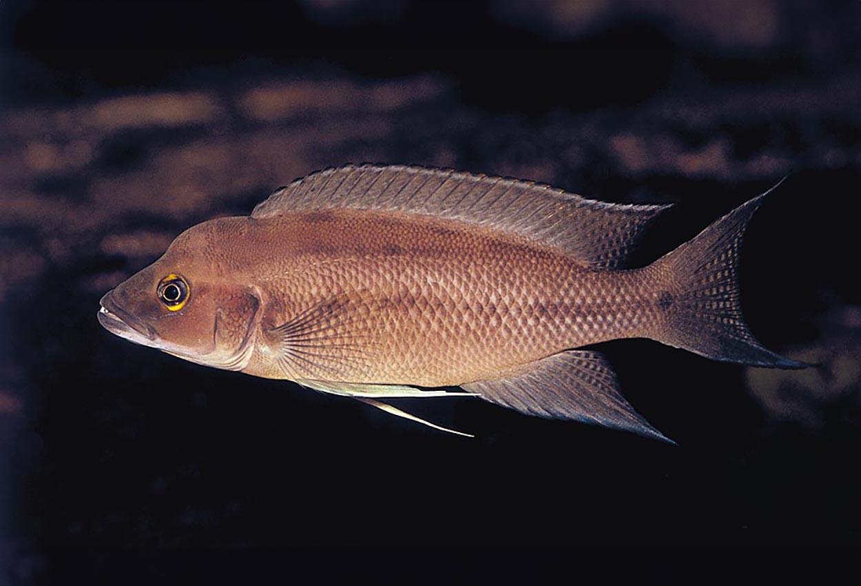 Longicaudatus, Ubwari Buescheri