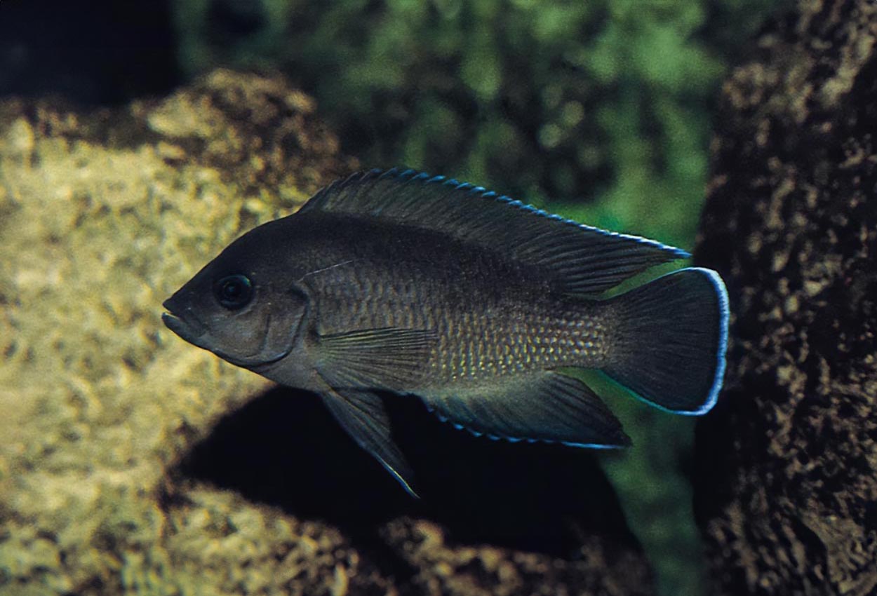 Moores lamprologus