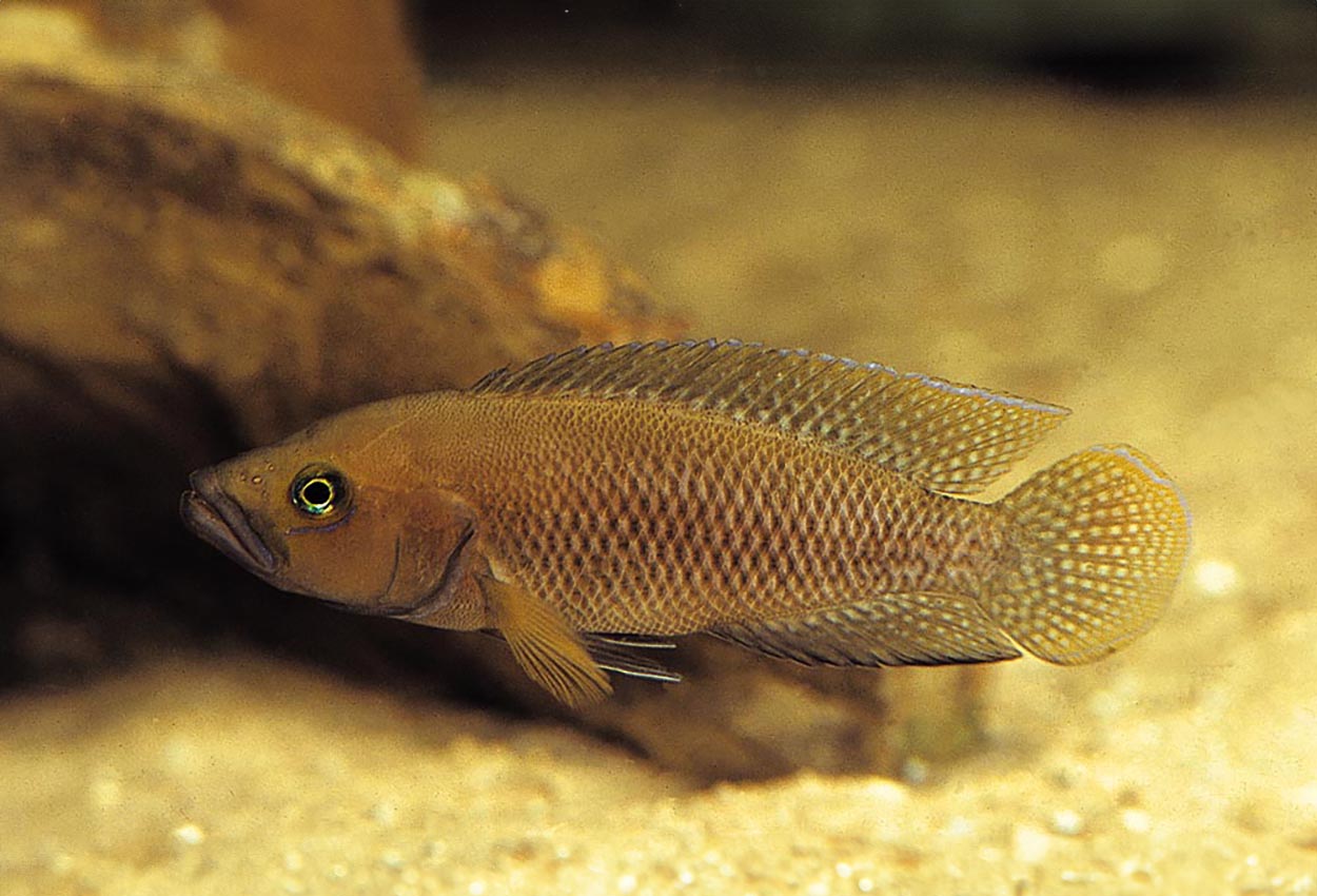 Dy lamprologus