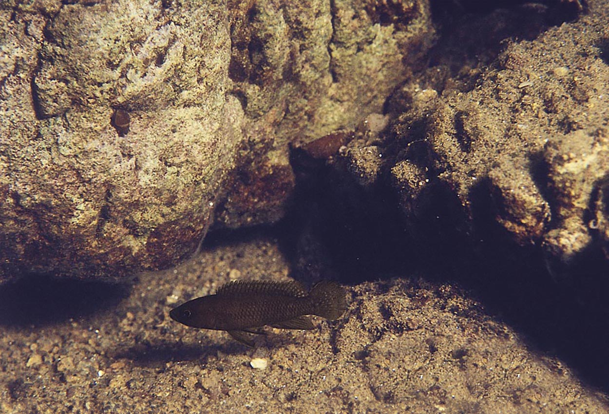 Schreyenis lamprologus