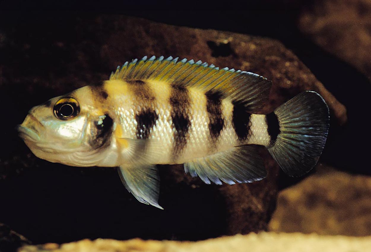 Gul-vit sexfasciatus