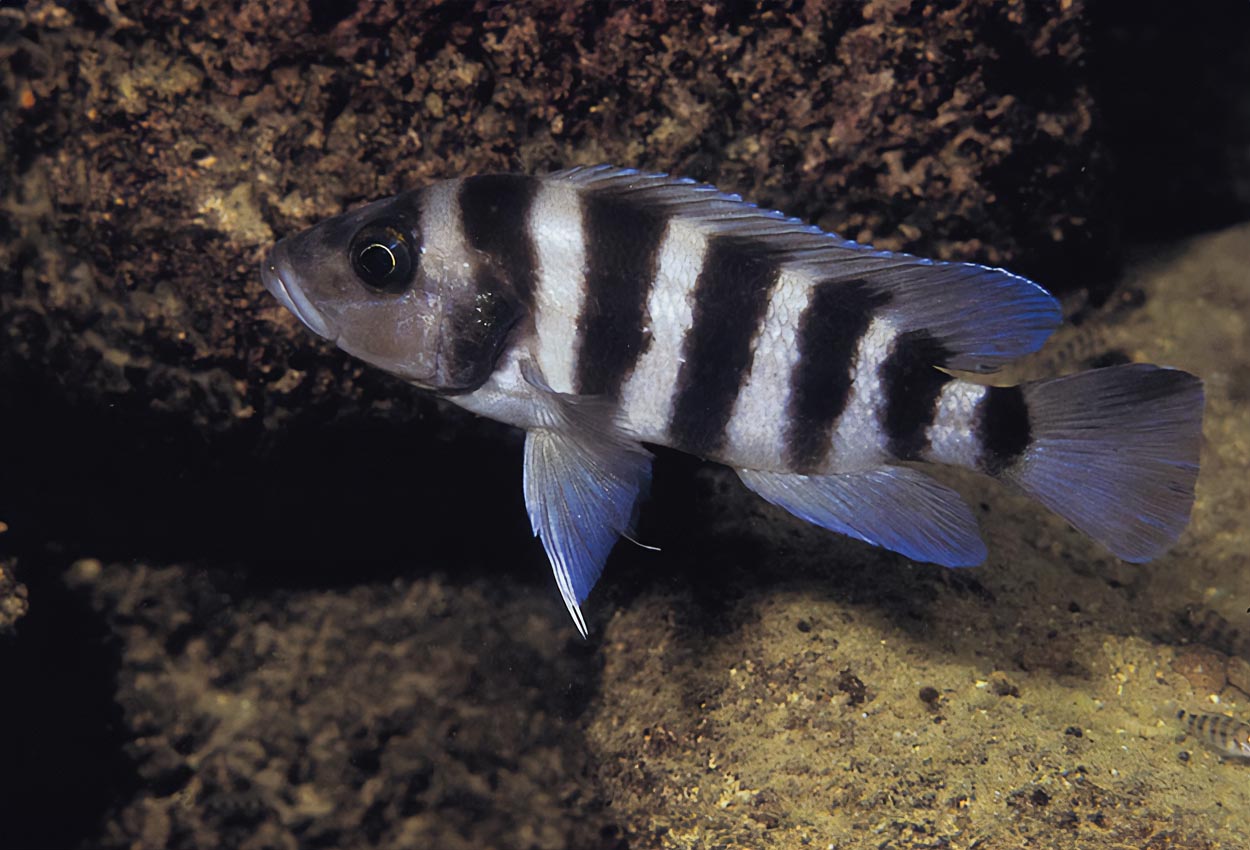 Foto på fisken Neolamprologus sexfasciatus, Katete
