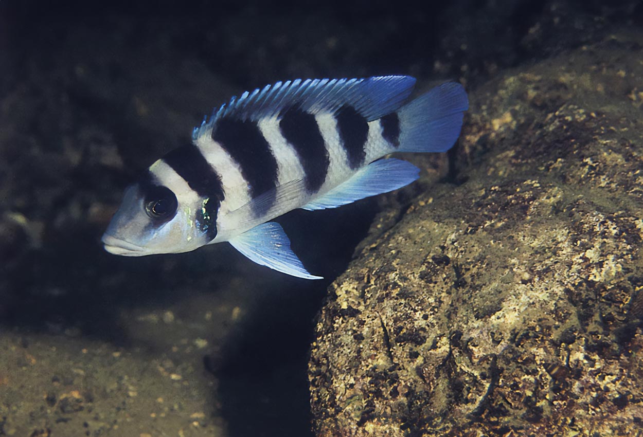 Foto på fisken Neolamprologus tretocephalus