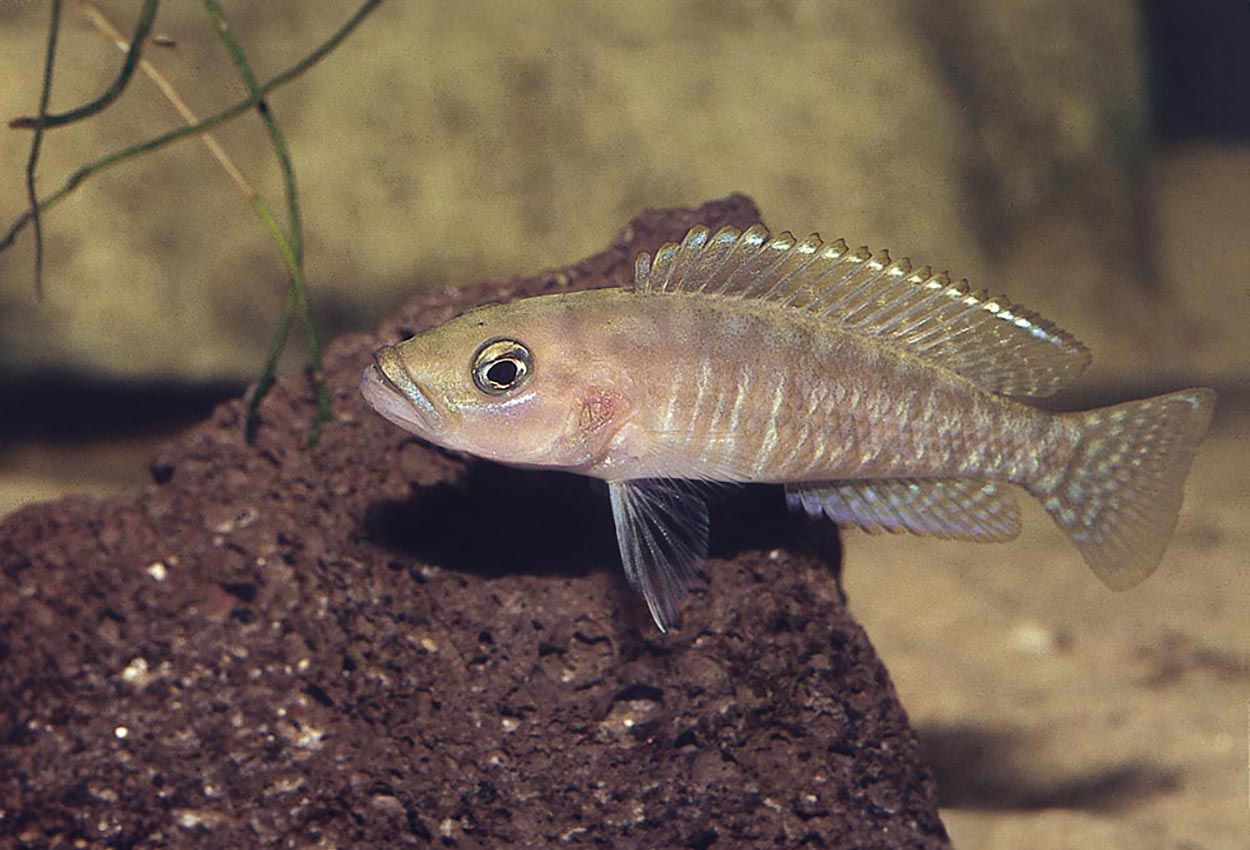 Variostigma lamprologus