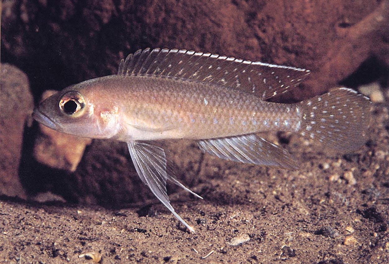 Kasanga ventralis