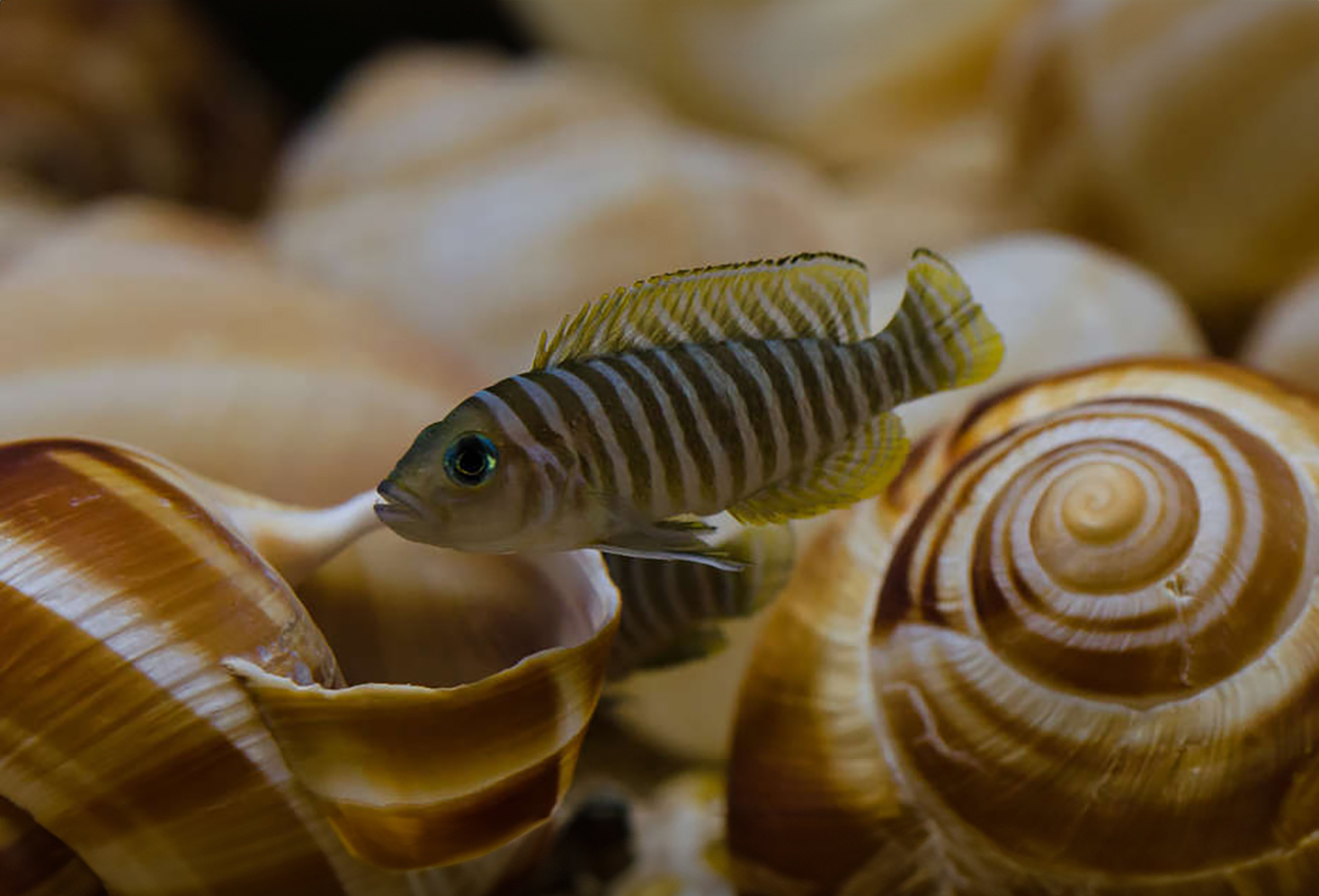 Foto på fisken Lamprologus similis