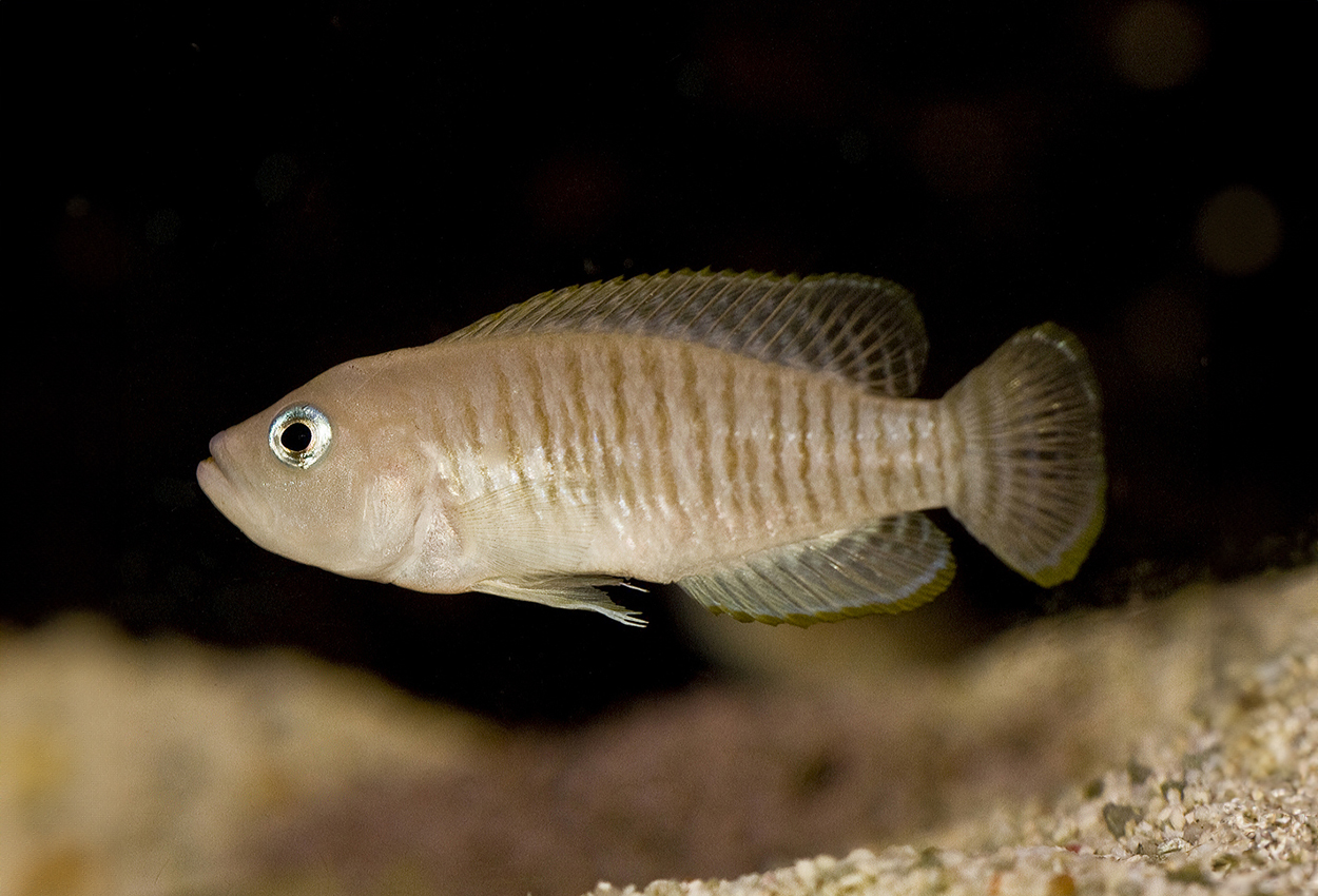 Foto på fisken Lamprologus multifasciatus