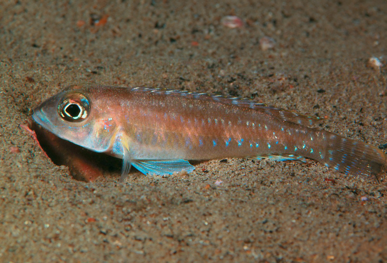 Foto på fisken Lamprologus  sp. 'ornatipinnis zambia', Cape Kachese