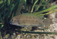 <i>Telmatochromis temporalis</i>,  Magara