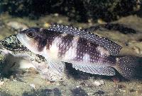 <i>Lamprologus stappersi</i>, Zaire