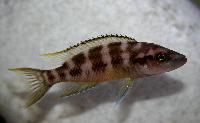 <i>Neolamprologus buescheri</i>