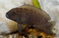 <i>Telmatochromis burgeoni</i>