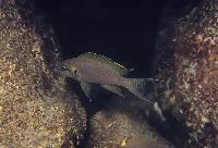 <i>Neolamprologus brichardi</i>, Samazi