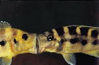 <i>Neolamprologus sexfasciatus</i>, Kipili