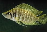 <i>Altolamprologus calvus</i> , Nkamba Bay