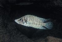 <i>Altolamprologus calvus</i>, Cape Chaitica