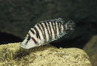 <i>Altolamprologus compressiceps</i>, Kipili