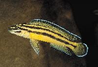 Kipili julidochromis