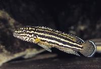 <i>Julidochromis regani</i>, Cameron Bay