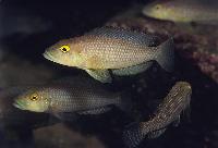 <i>Lamprologus callipterus</i>, Msalaba