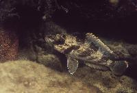 Lemaire´s lamprologus