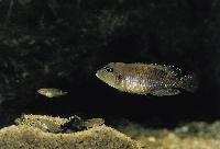 <i>Lamprologus ocellatus</i>, Kigoma