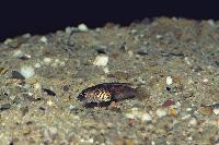 <i>Neolamprologus signatus</i>, Chituta (hona)