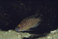 <i>Lamprologus brevis</i>, 