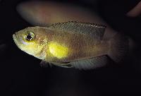 <i>Lamprologus brevis</i>, 