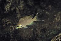 <i>Neolamprologus brichardi</i>, Rutunga