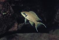 <i>Neolamprologus brichardi</i>, Malasa