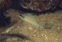 <i>Neolamprologus brichardi</i>, Ulwile