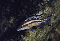 <i>Neolamprologus buescheri</i>, Cape Kachese