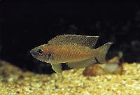 <i>Neolamprologus calliurus</i>, Magara