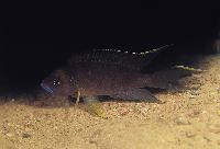 <i>Neolamprologus calliurus</i>, Kasanaga