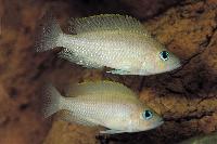 <i>Lamprologus caudopunctatus</i>, Zambia