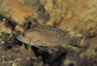 <i>Neolamprologus falcicula</i>, Kigoma