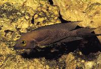 <i>Neolamprologus furcifer</i>, Magara