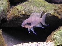 <i>Neolamprologus brichardi</i>