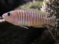 <i>Neolamprologus multifasciatus</i>