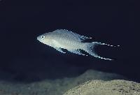 <I>Neolamprologus gracilis</i>, Kapampa