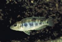 <i>Lepidiolamprologus hecqui</i>, Zambia