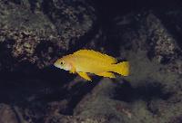 <i>Neolamprologus leleupi</i>, M´toto