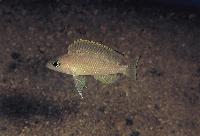 <i>Lamprologus leloupi</i>, Kanoni