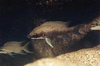 <i>Neolamprologus longicaudatus</i>, Kavalla